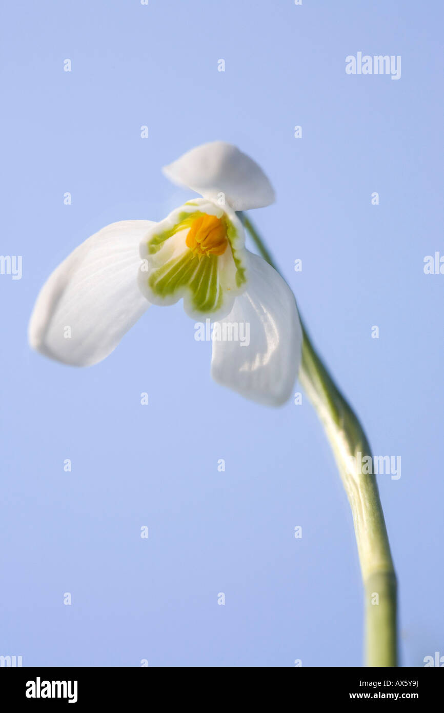 Snowdrop (Galanthus nivalis), piante da giardino, Austria, Europa Foto Stock