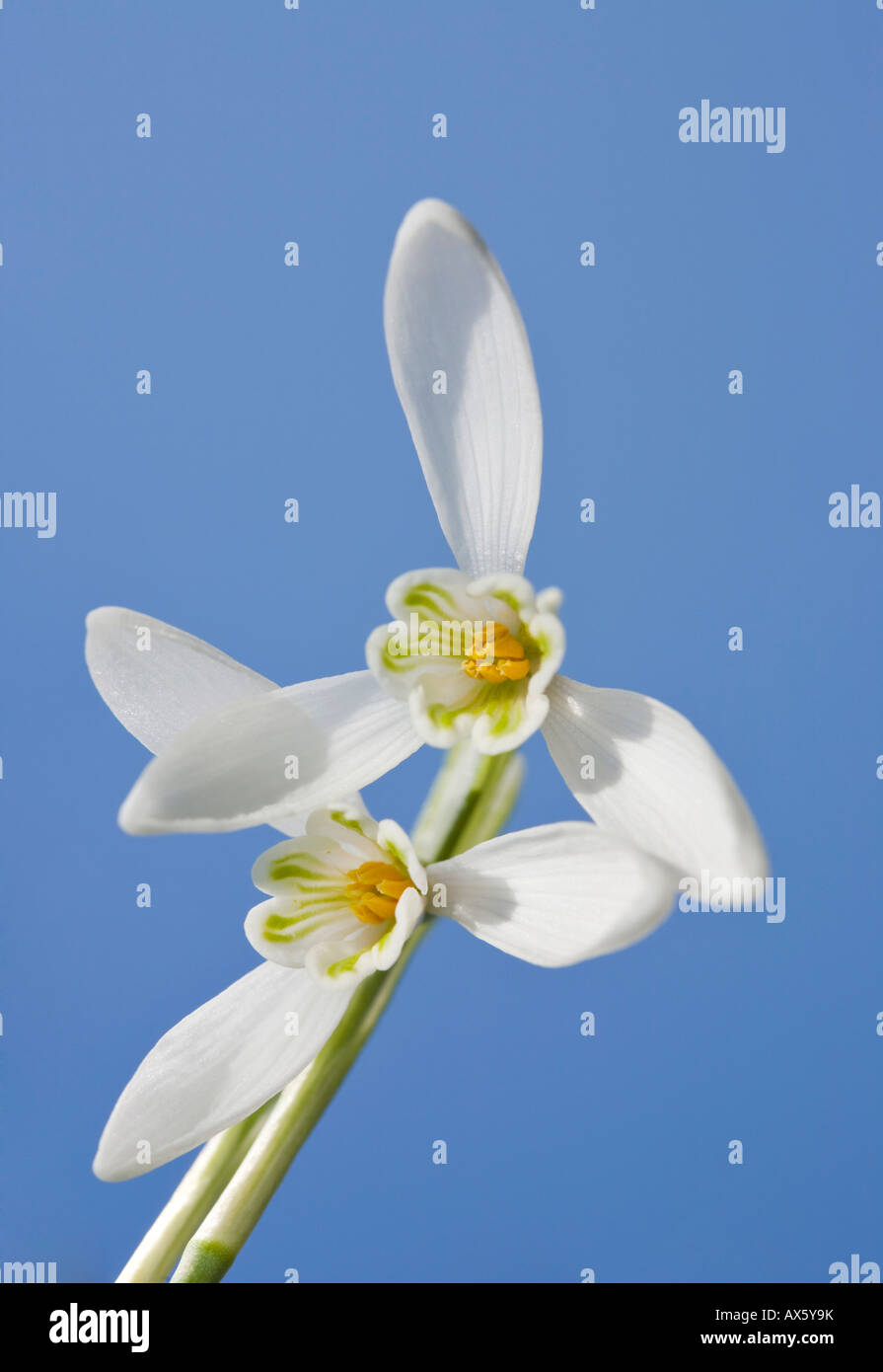 Snowdrop (Galanthus nivalis), piante da giardino, Austria, Europa Foto Stock
