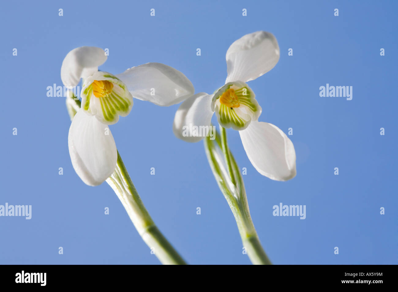 Snowdrops (Galanthus nivalis), piante da giardino, Austria, Europa Foto Stock