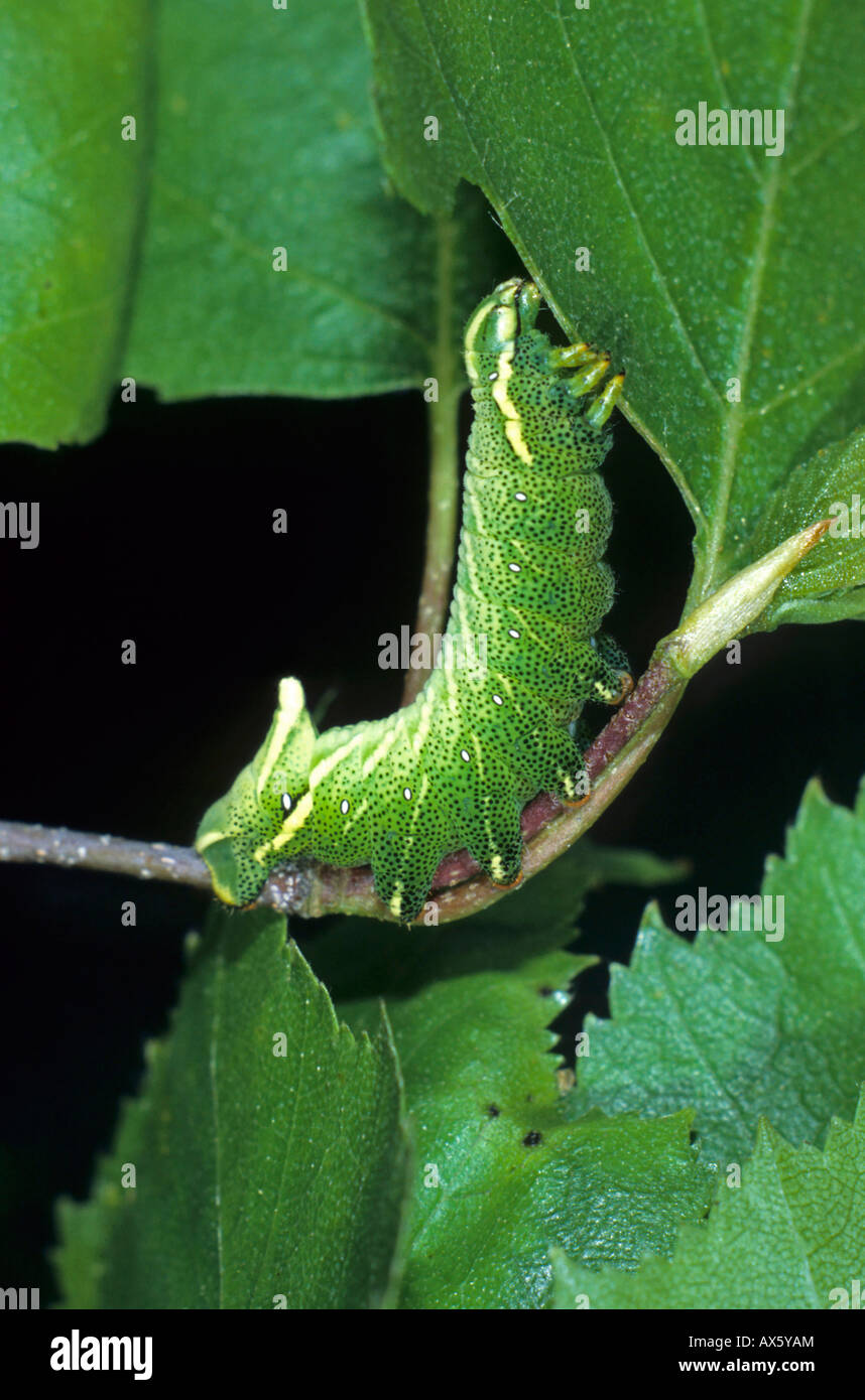 Kentish Gloria (Endromis versicolora) caterpillar alimentazione su una foglia Foto Stock