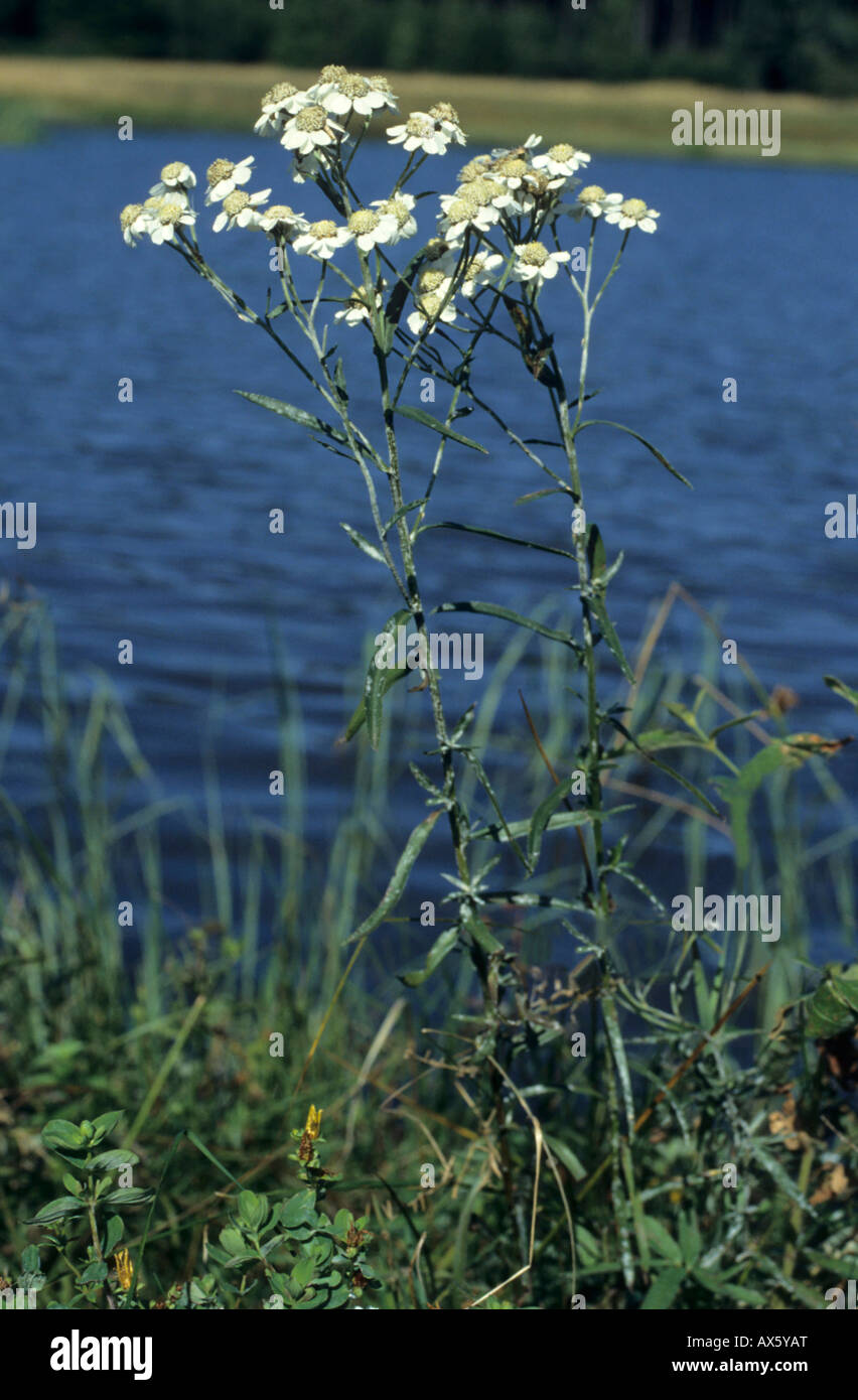 Yarrow comune (Achillea millefolium) Foto Stock
