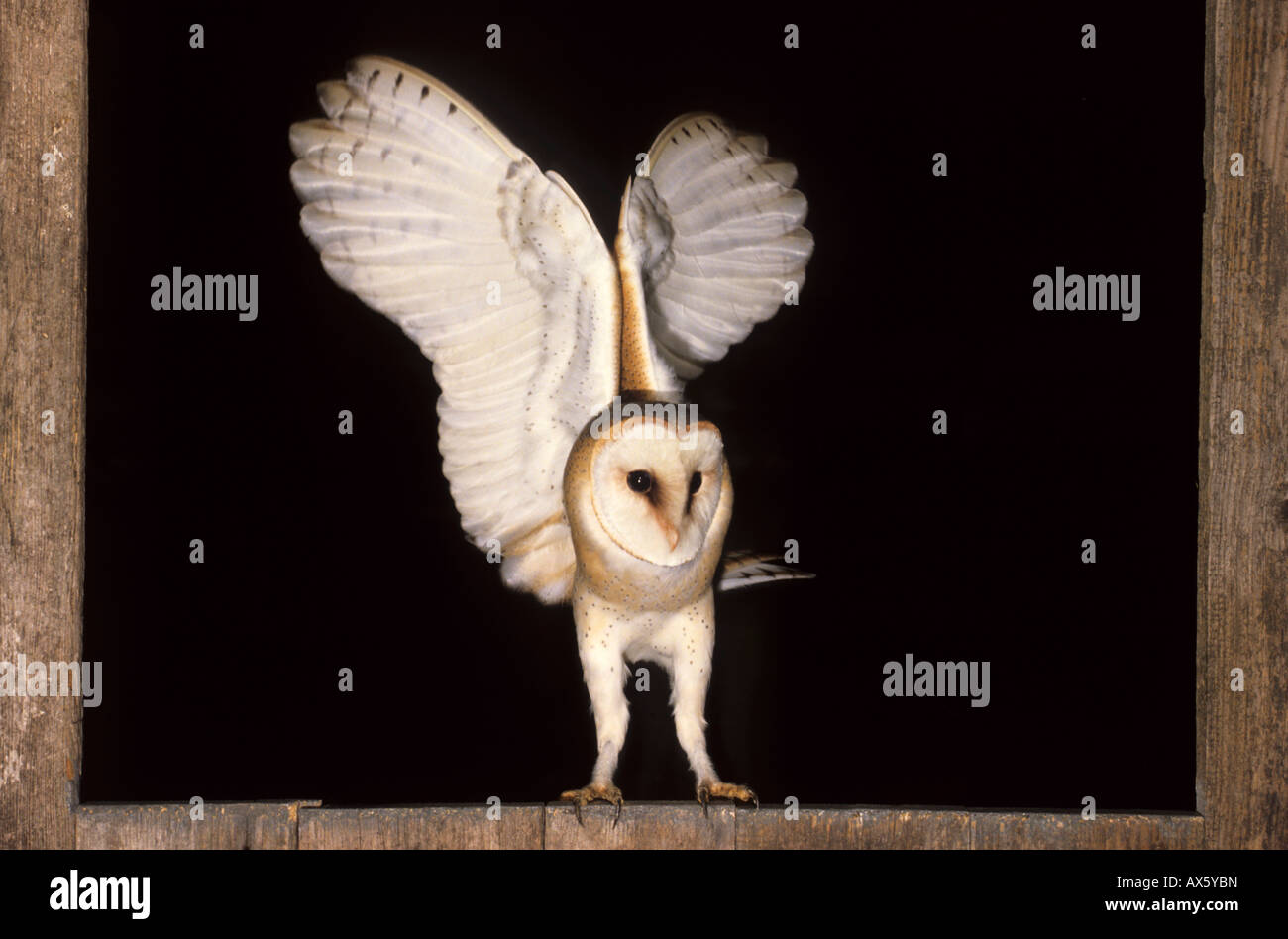 Comune di Barbagianni (Tyto alba) in corrispondenza di una finestra del granaio Foto Stock