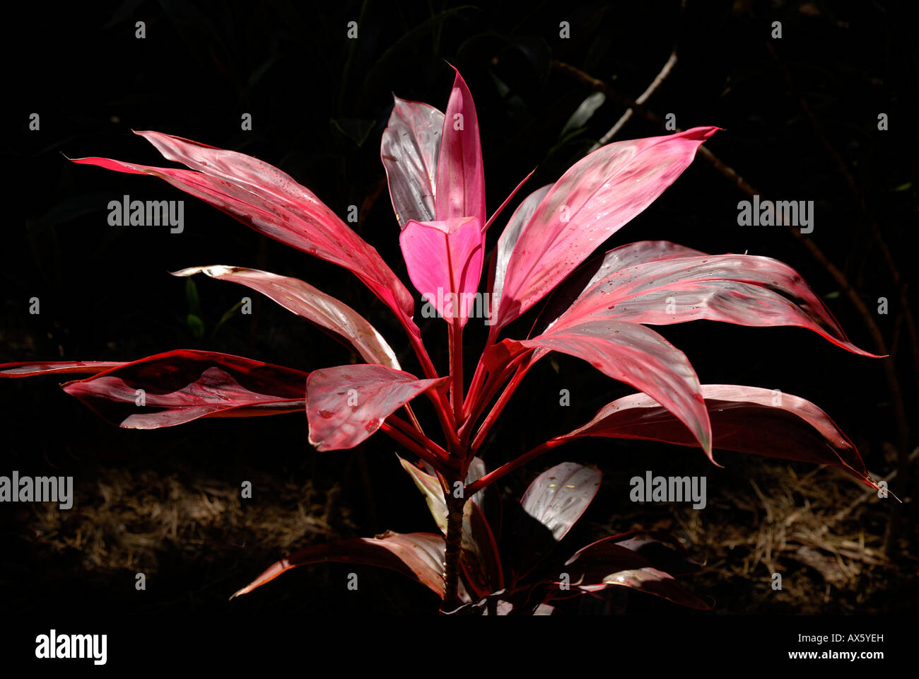 Ti - o buona fortuna impianto (Cordyline fruticosa), specie native di foresta pluviale tropicale Foto Stock