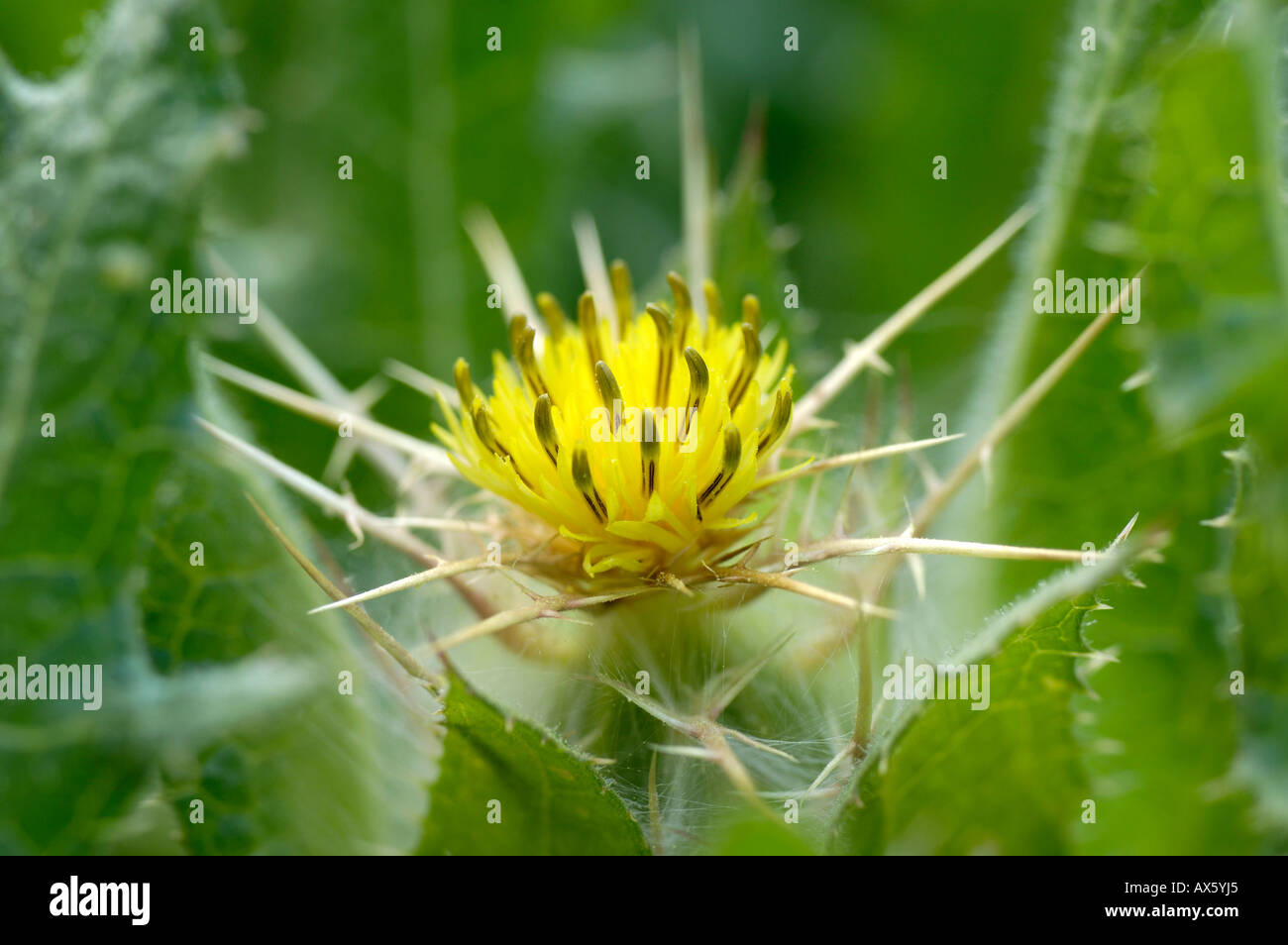 Thistle Benedetto Foto Stock