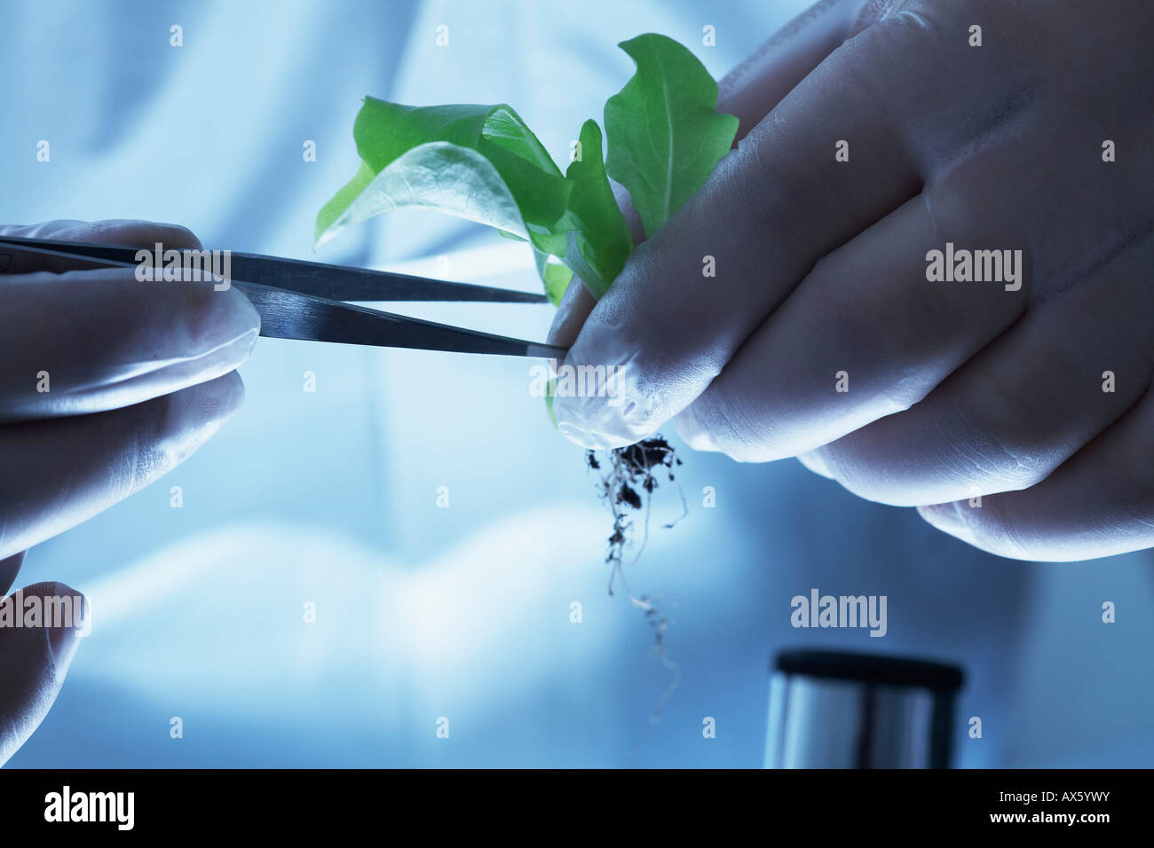 Farmacia ispezione alimenti geneticamente modificati Foto Stock