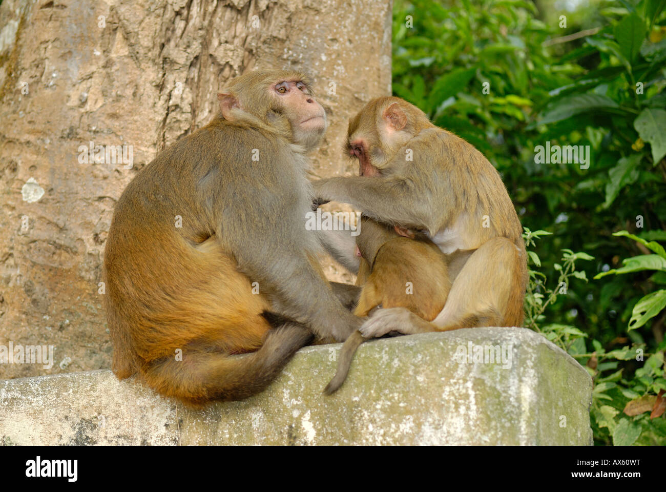 Monkey al tempio Swayambunath, Kathmandu, Nepal Foto Stock