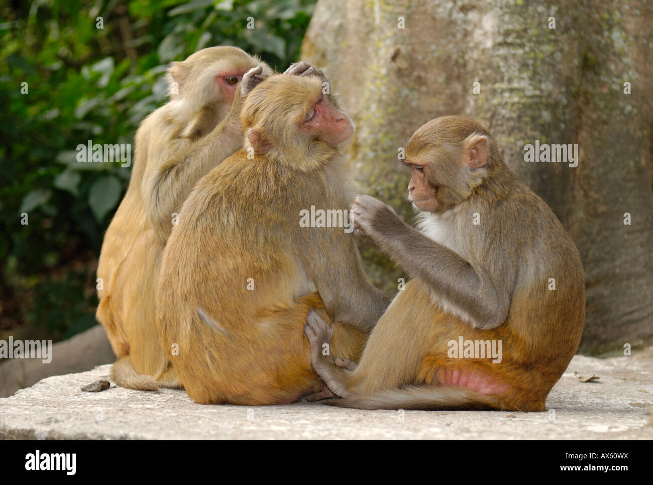 Monkey al tempio Swayambunath, Kathmandu, Nepal Foto Stock