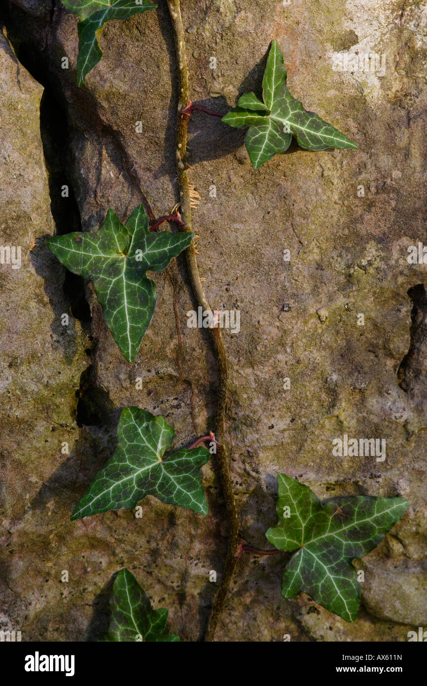 Edera (Hedera) crescente lungo una parete di roccia nei pressi di Hemer, Renania settentrionale-Vestfalia, Germania, Europa Foto Stock