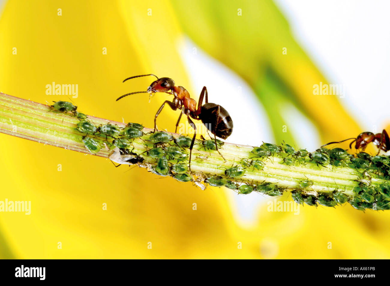 Formiche rosse sullo stelo con afidi Foto Stock