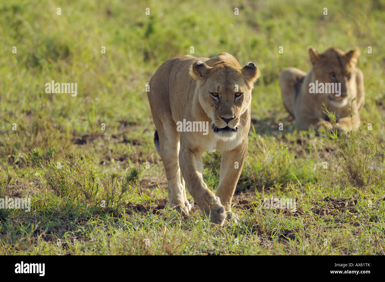 Due leonesse nella luce del mattino, Serengeti, Tanzania Foto Stock
