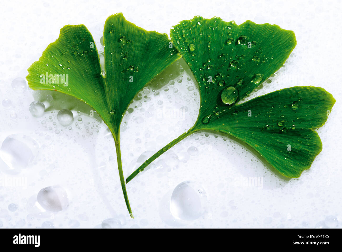 Foglie di Ginkgo con gocce d'acqua Foto Stock