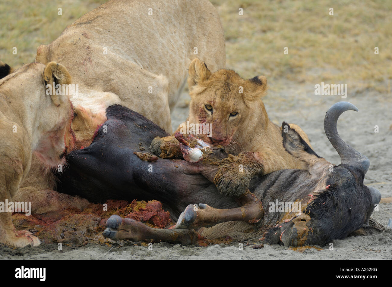 Lion pride a GNU uccidere, il cratere di Ngorongoro, Tanzania Foto Stock