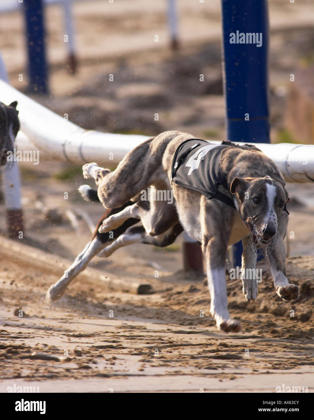 Il Greyhound Racing Foto Stock