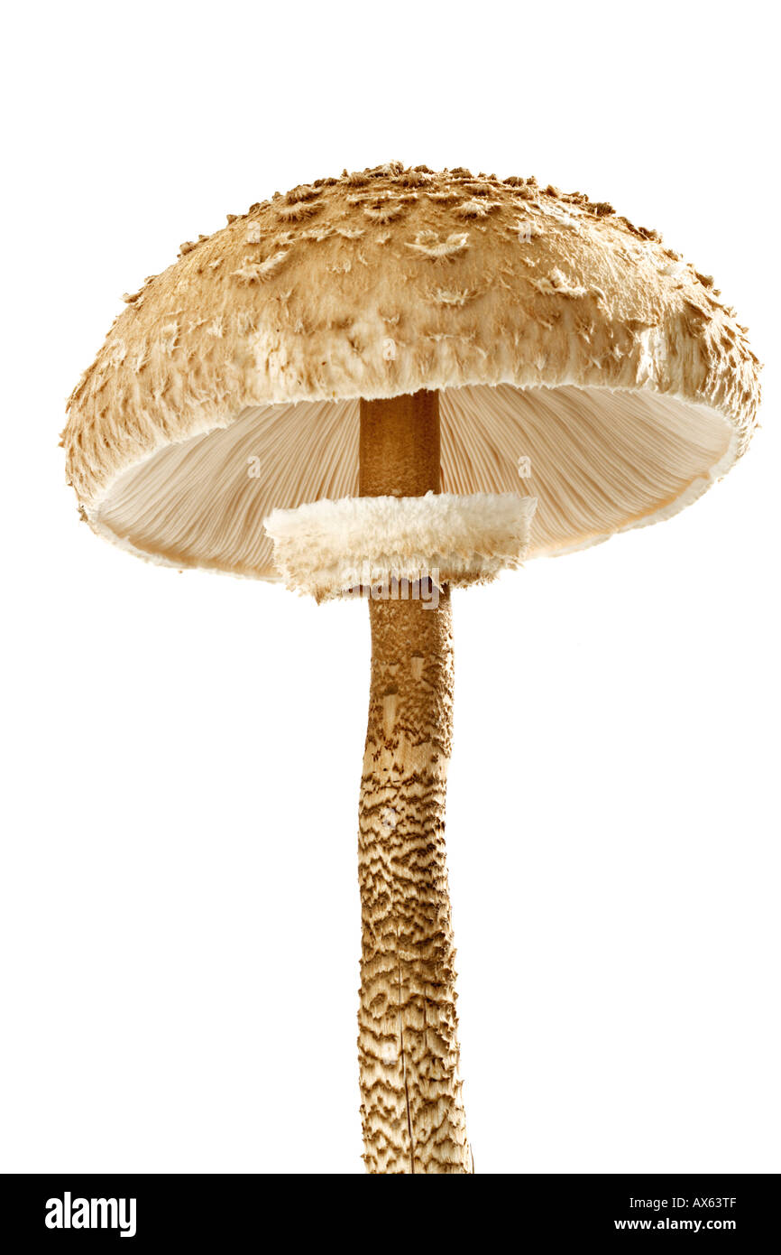 Ombrellone a fungo, close-up Foto Stock