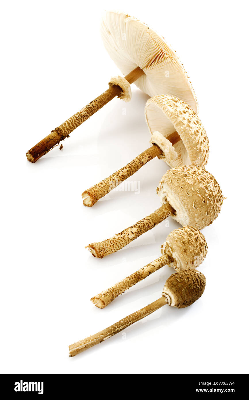 Ombrellone di funghi, close-up Foto Stock