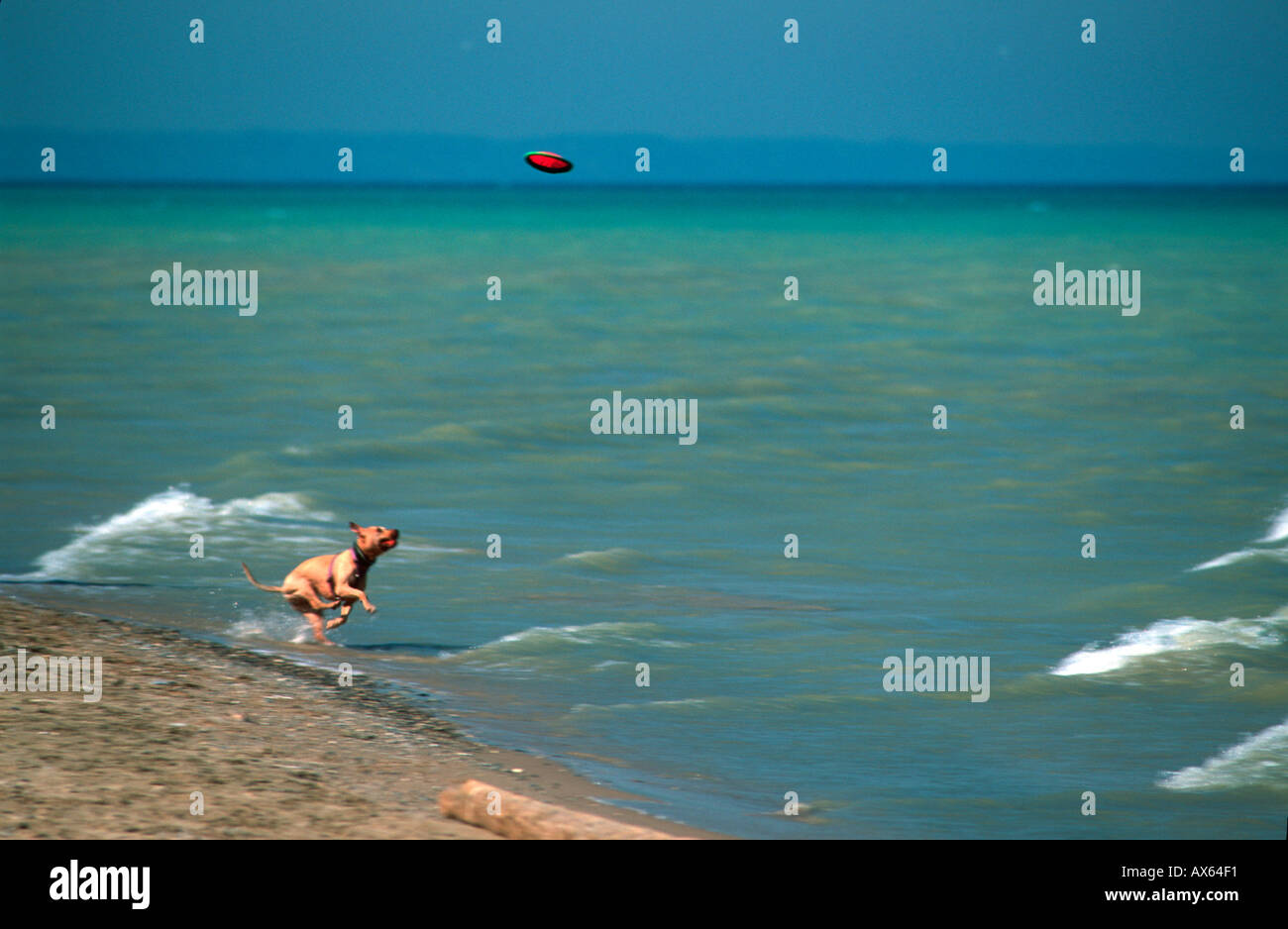 Caccia cane frisbee, medici Park Beach sul Lago Michigan Wisconsin USA, Agosto 2003 Foto Stock