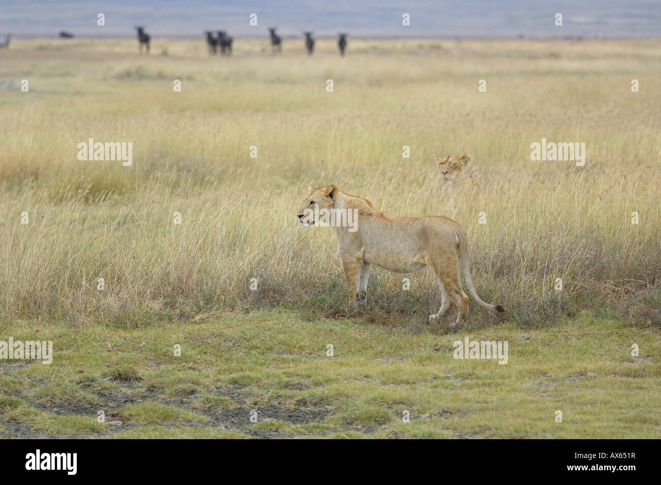 Lion a caccia di una preda, il cratere di Ngorongoro, Tanzania Foto Stock