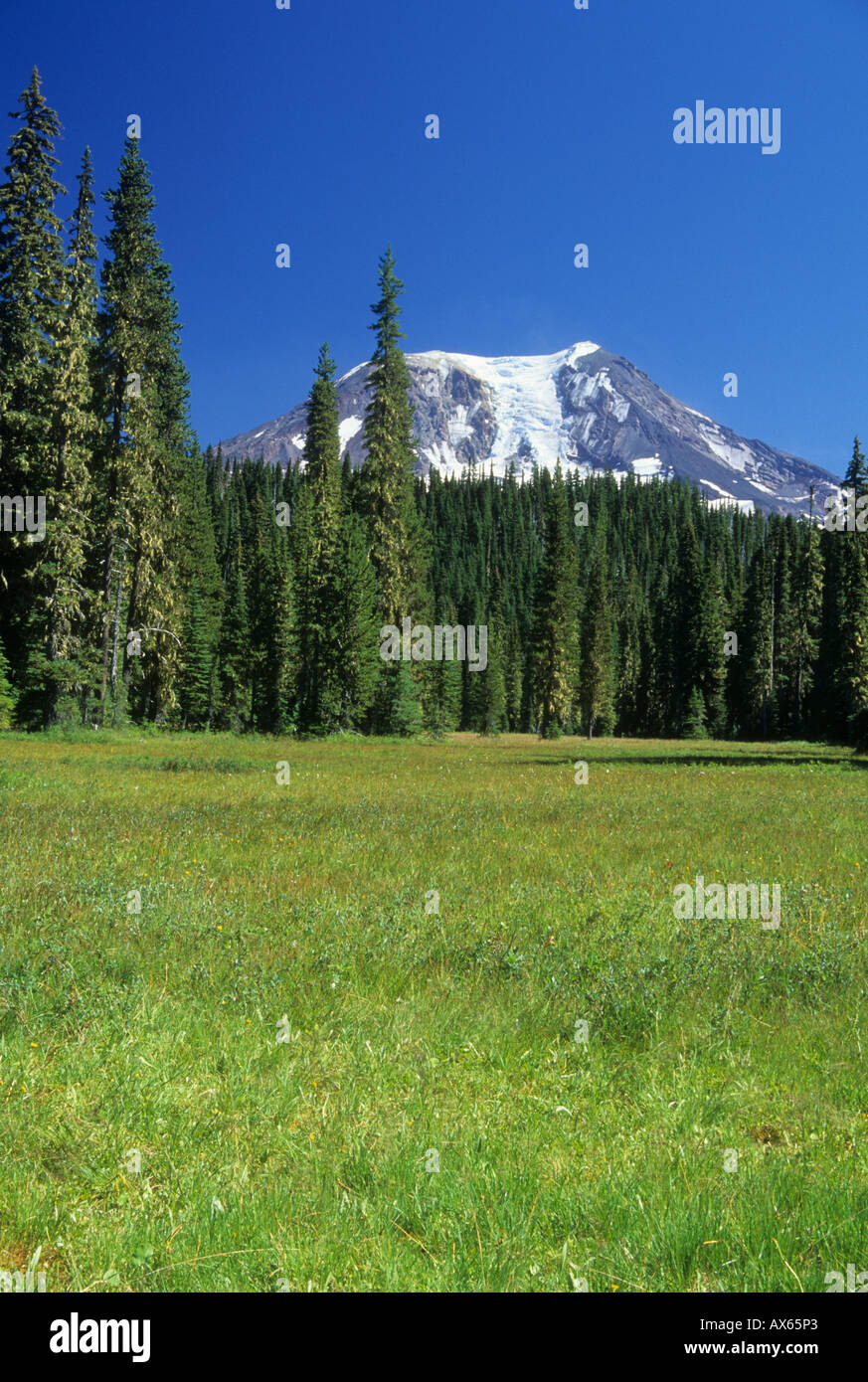 Il Monte Adams oltre Takhlakh Prati, Gifford Pinchot National Forest, Cascade Mountain Range, Washington, Stati Uniti d'America Foto Stock