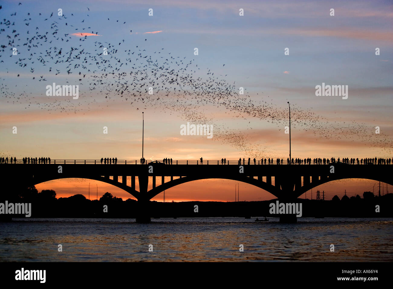 Libera messicano-tailed Bat Foto Stock