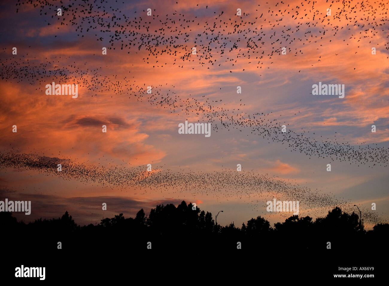 Libera messicano-tailed Bat Foto Stock