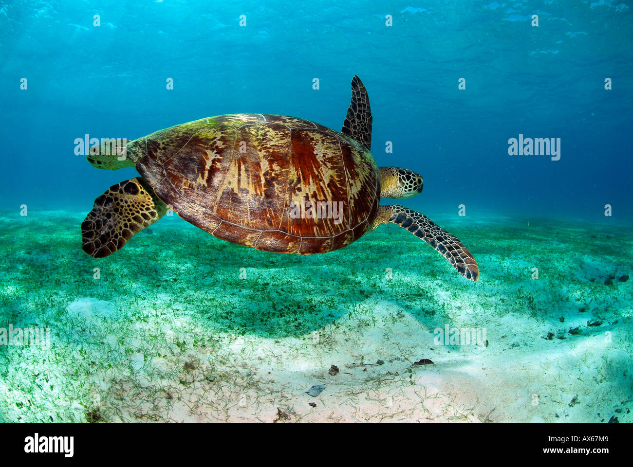 Filippine, tartaruga verde (Chelonia Mydas) nuoto Foto Stock