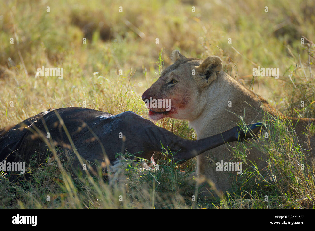 Lion a un gnu kill, Serengeti, Tanzania Foto Stock