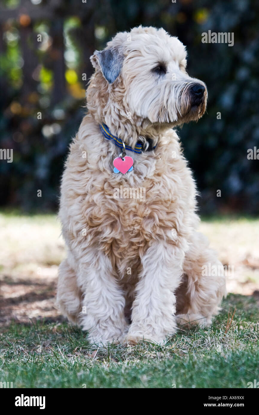 Rivestito di morbida Wheaten Terrier Foto Stock