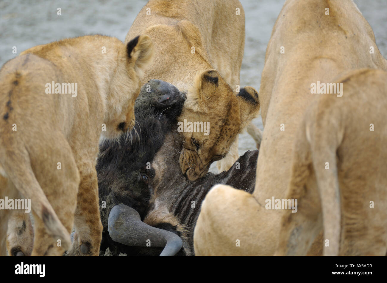 Bacio mortale,una leonessa uccide un GNU, Cratere di Ngorongoro, Tanzania Foto Stock