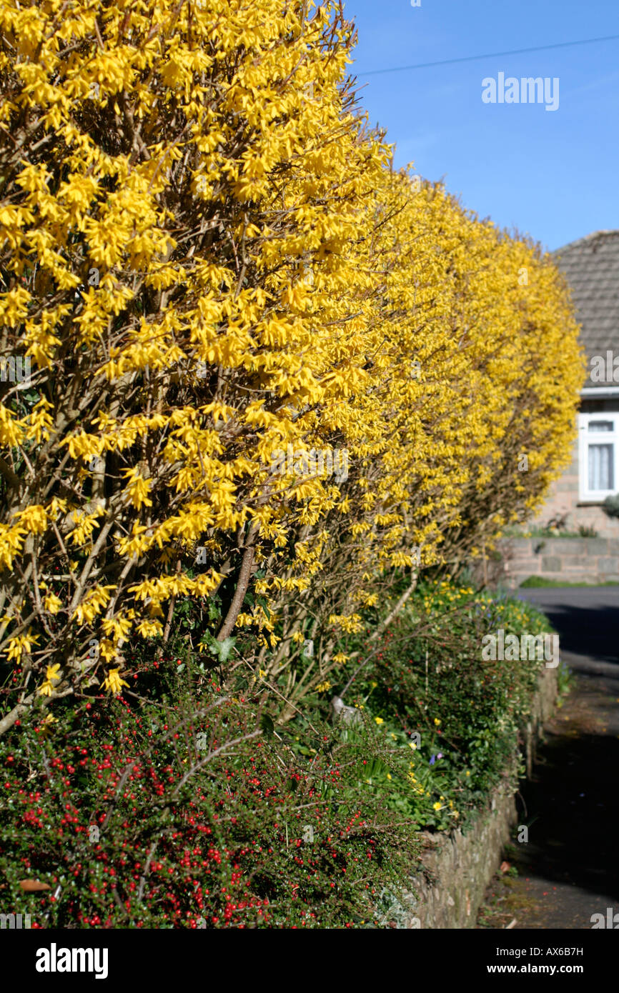 Coltivazione hedge fioritura fine marzo Foto Stock