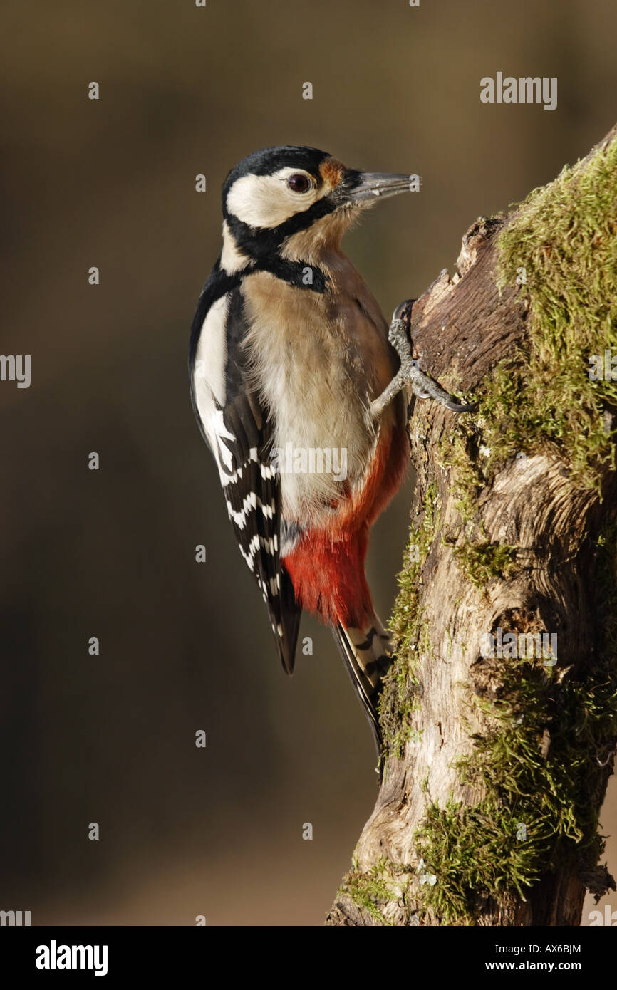 Buntspecht Dendrocopos major weibchen femmina picchio specht macchiato Foto Stock