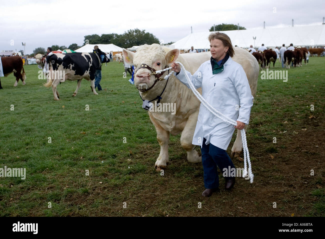 Gestore di donna premio leader Charolais bull Moreton mostrano GLOUCESTERSHIRE REGNO UNITO Foto Stock