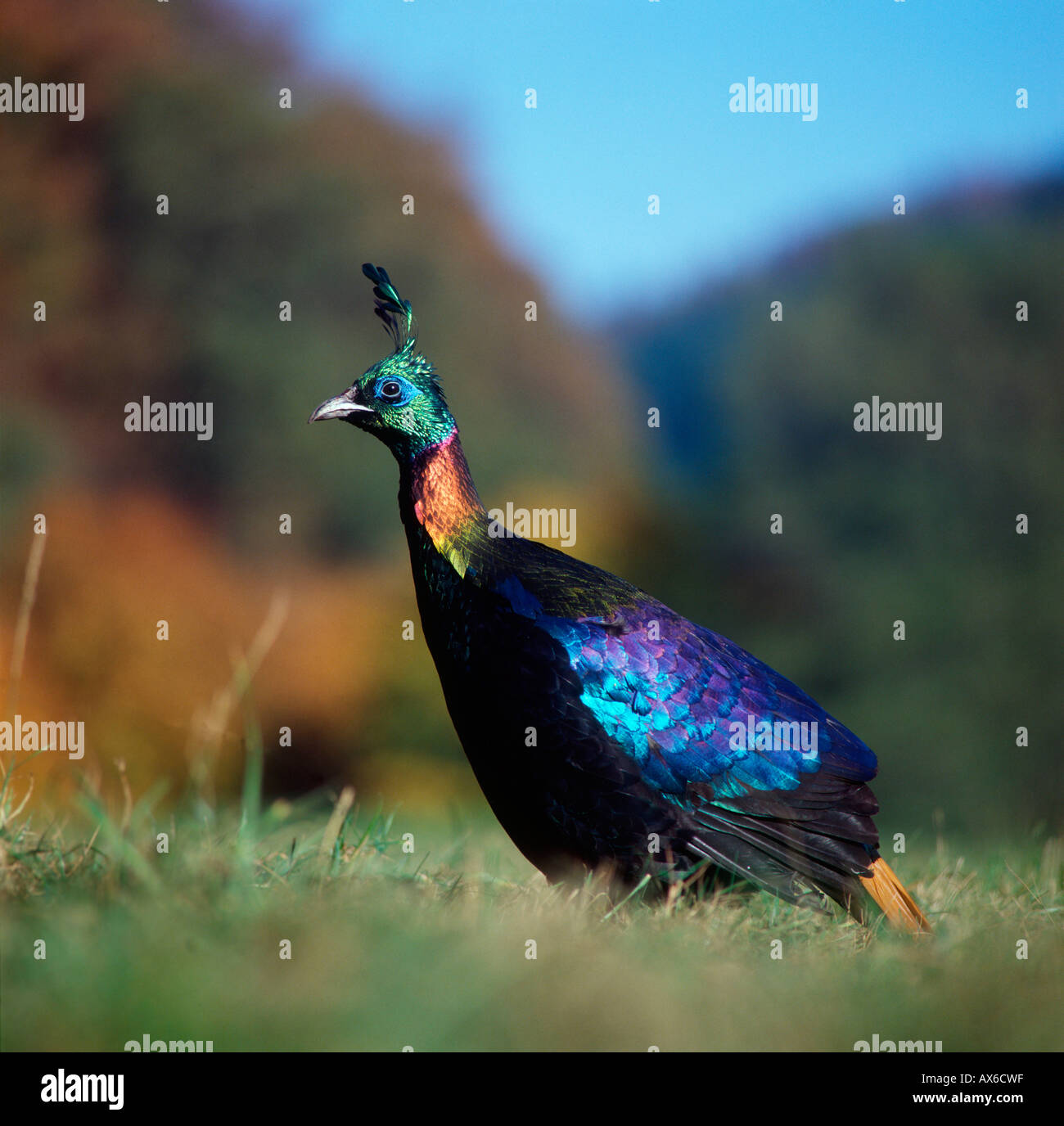 L'Himalayan Monal Pheasant Foto Stock