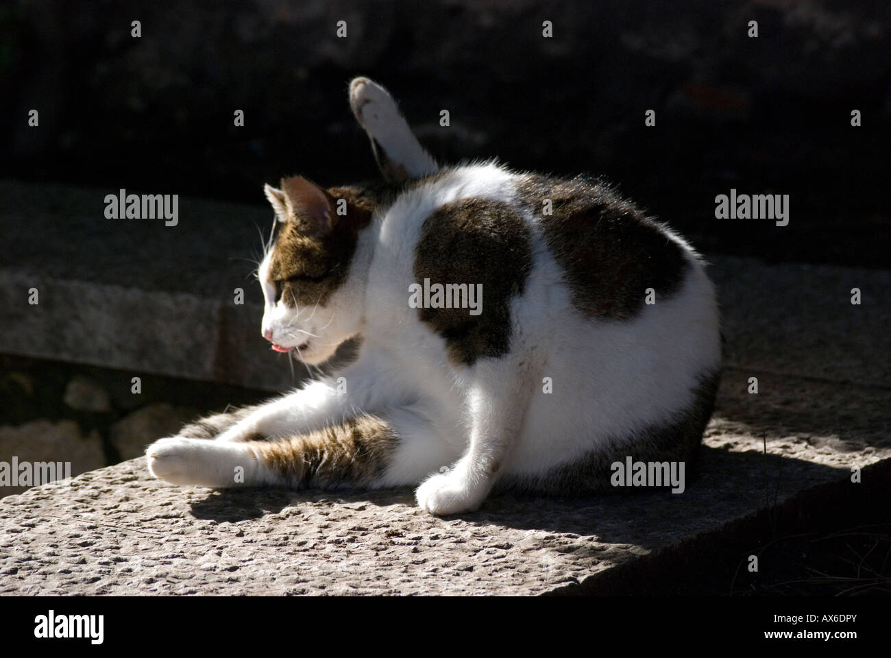 Un gatto nel castello di Lisbona Foto Stock