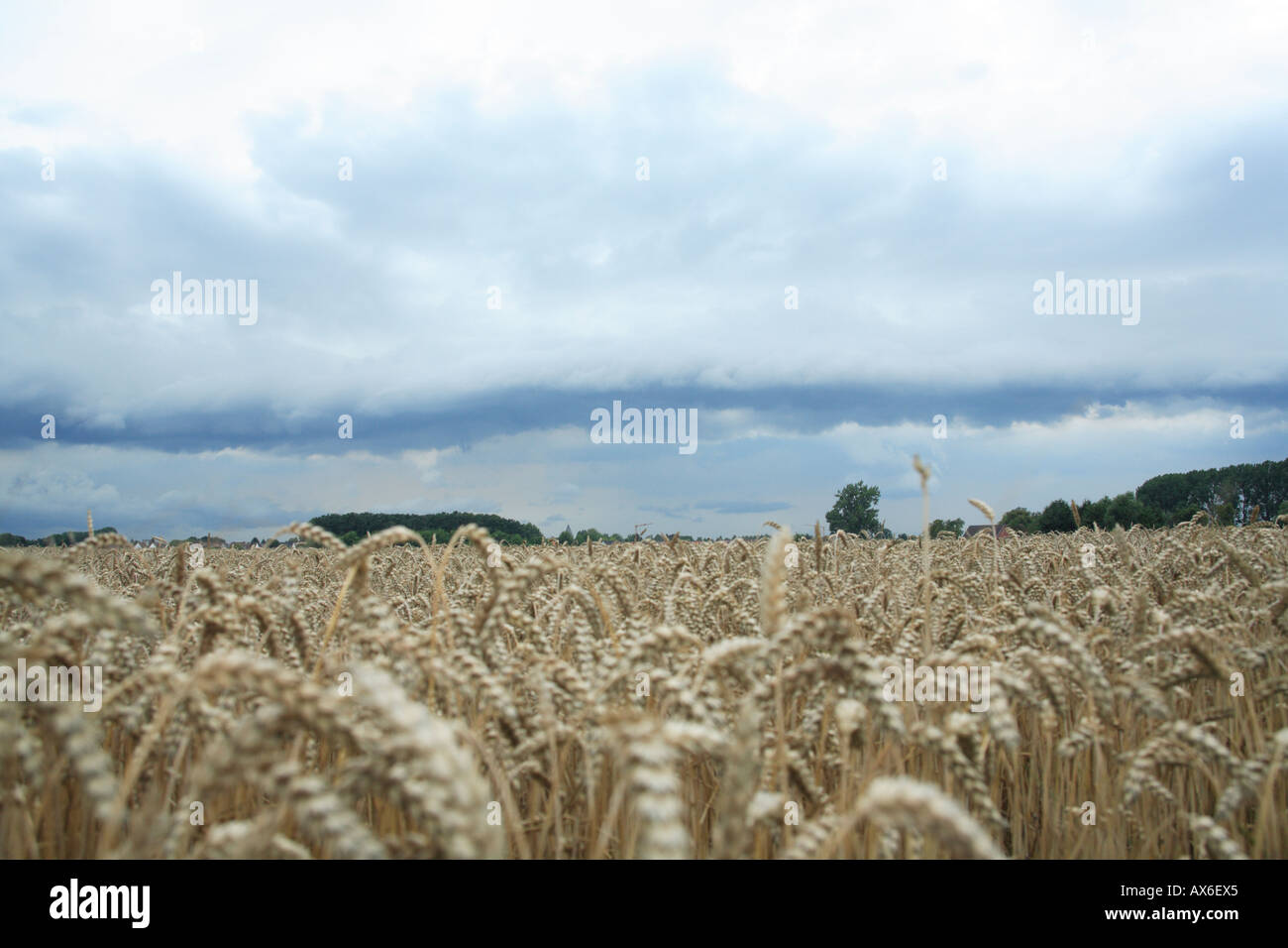 Ripiano cloud e il fronte freddo su campo di grano. boenen, Renania settentrionale - Vestfalia, Germania, Europa Foto Stock