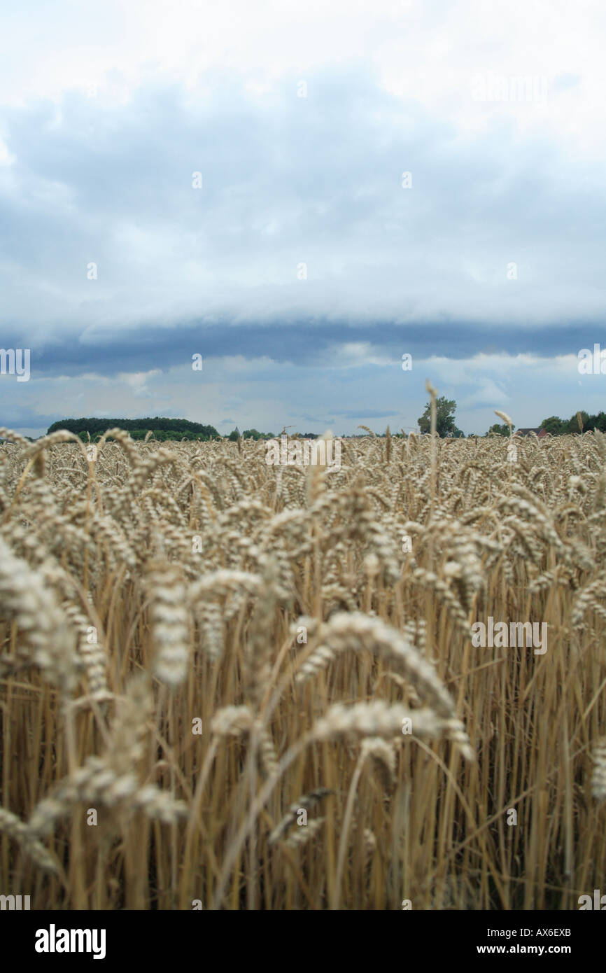 Ripiano cloud e il fronte freddo su campo di grano. bonen, Renania settentrionale - Vestfalia, Germania, Europa Foto Stock