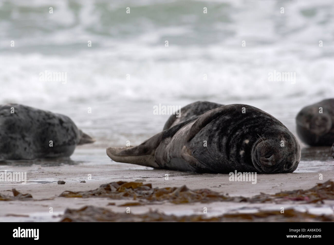 Guarnizione grigio (Halichoerus grypus) dormire sulla spiaggia, Helgoland, Nord Isole Frisone, Schleswig-Holstein, Germania Foto Stock