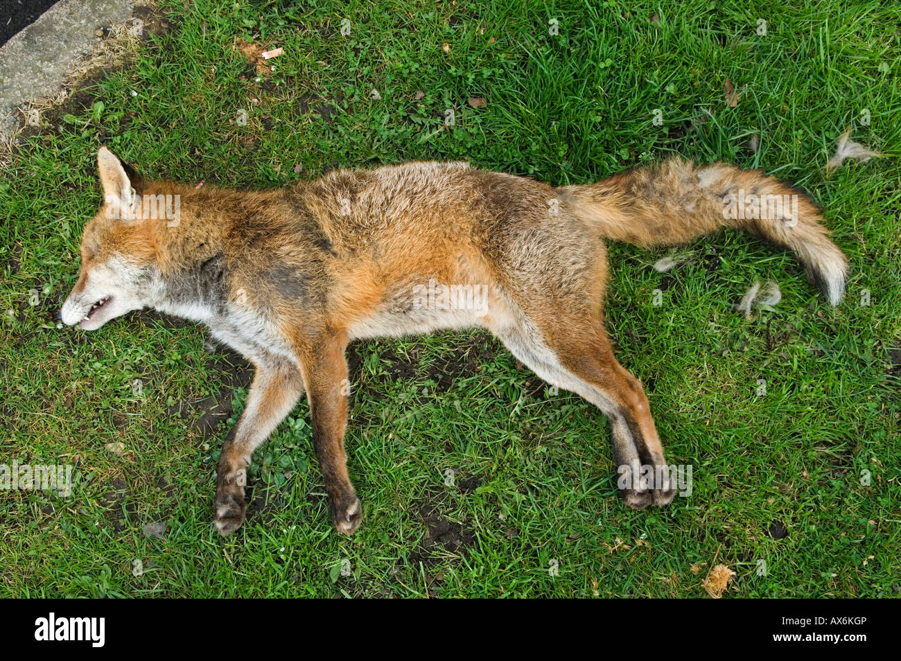 Urban Fox Road Kill UK, giace su Grass Verge Londra Regno Unito. HOMER SYKES anni '2008 2000 Foto Stock