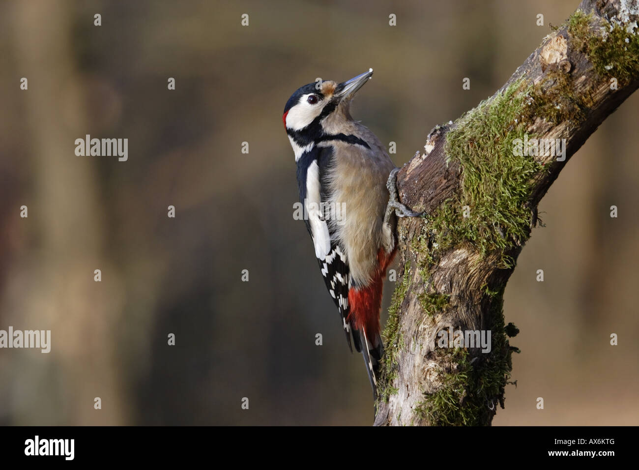 Buntspecht Dendrocopos major männchen maschio picchio specht macchiato Foto Stock