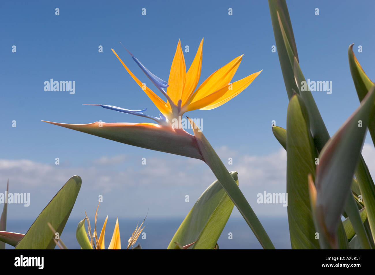 Europa spagna isole canarie La Palma uccello del paradiso strelitzia reginae Foto Stock