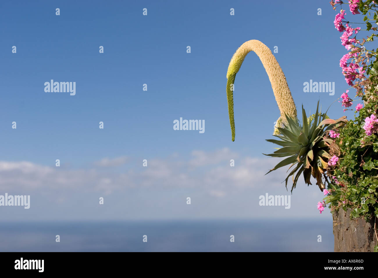 Europa spagna isole canarie La Palma agave fiore Foto Stock