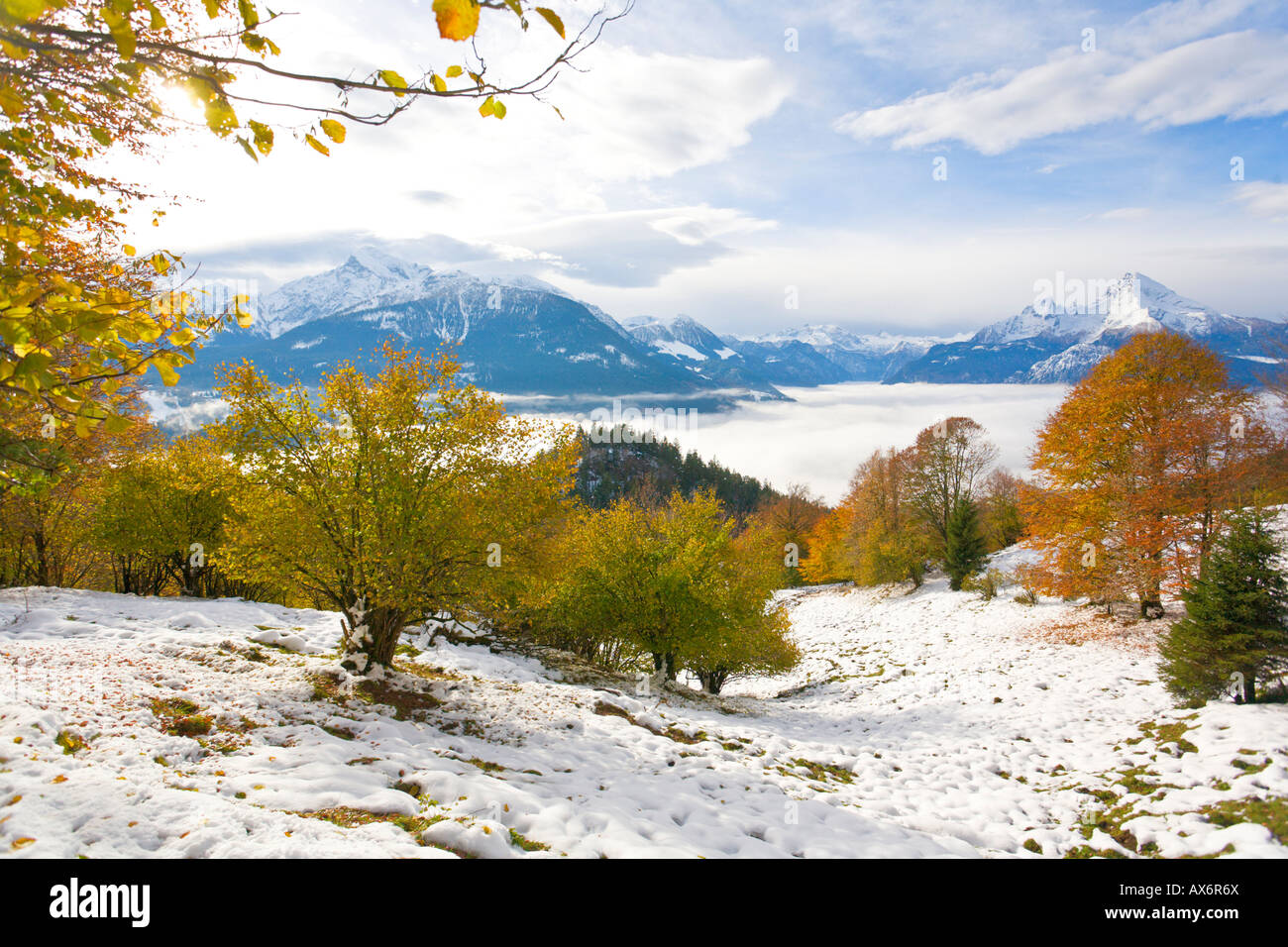Faggi sul paesaggio polare, Mt Watzmann, Steinernes Meer, sulle Alpi di Berchtesgaden, Berchtesgadener Land di Baviera, Germania Foto Stock