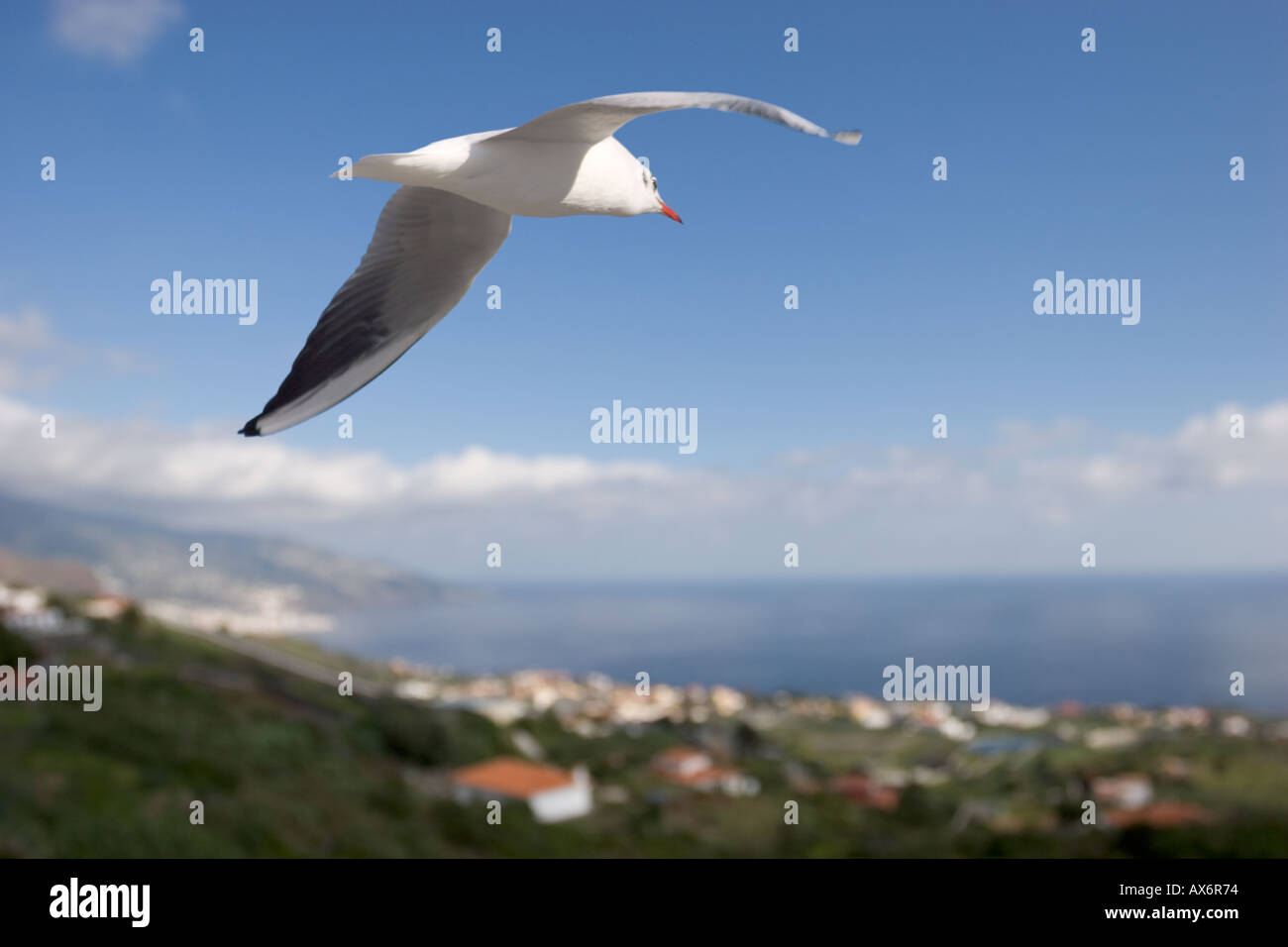 Europa spagna isole canarie La Palma bird seagull Foto Stock