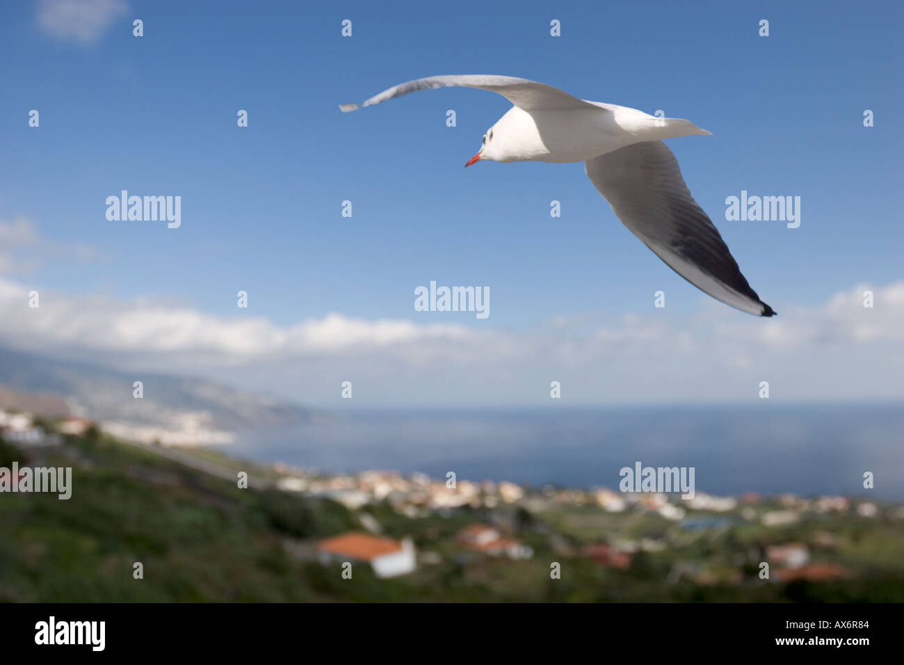 Europa spagna isole canarie La Palma bird seagull battenti Foto Stock