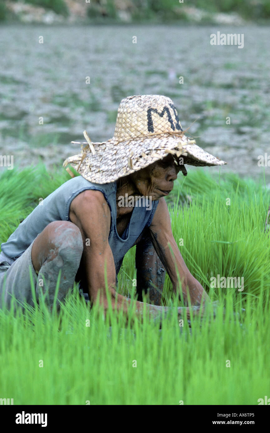 Vecchia donna nel campo di riso Cebu Filippine Foto Stock