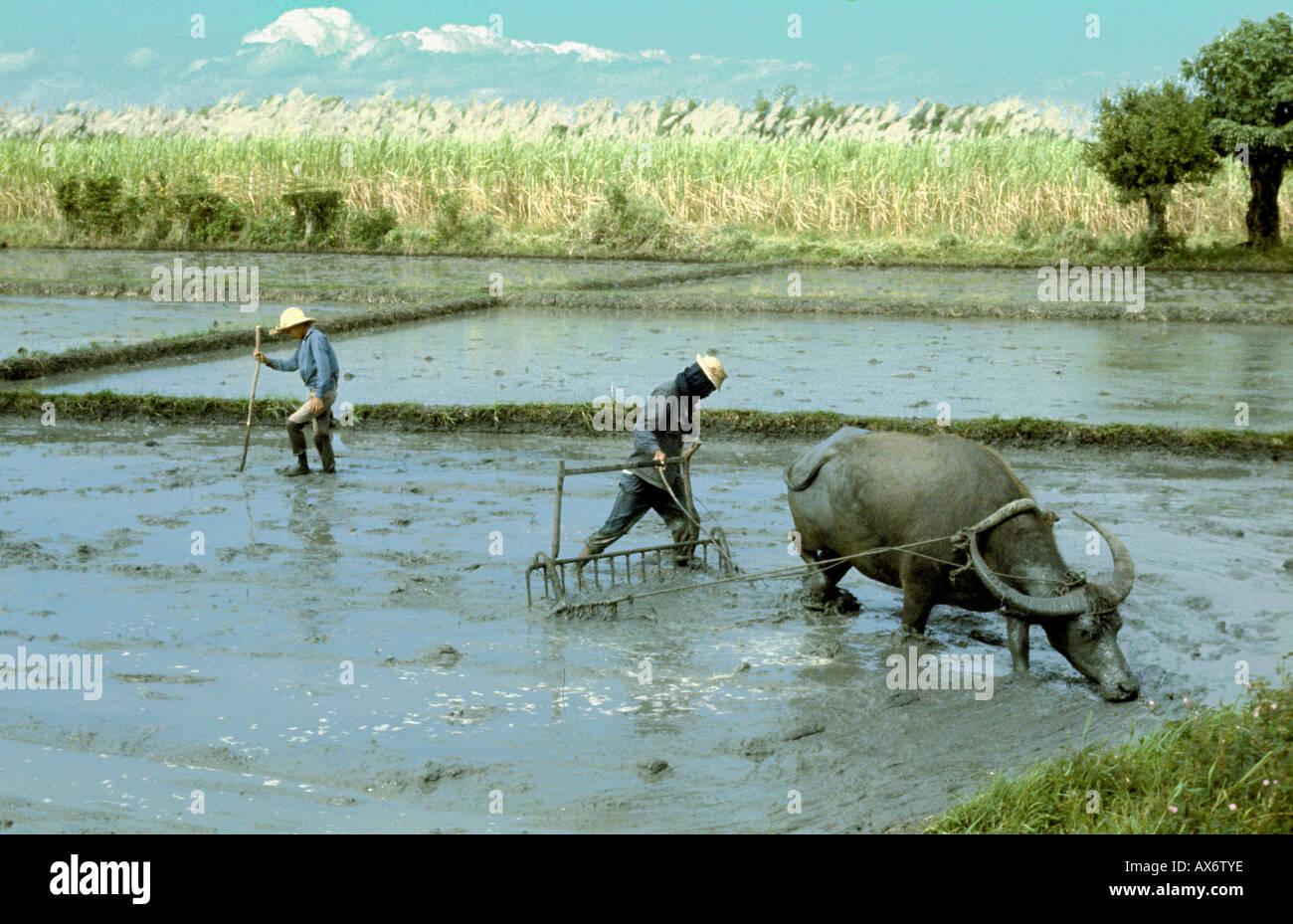 Wet aratura del riso con acqua buffalo Filippine Foto Stock