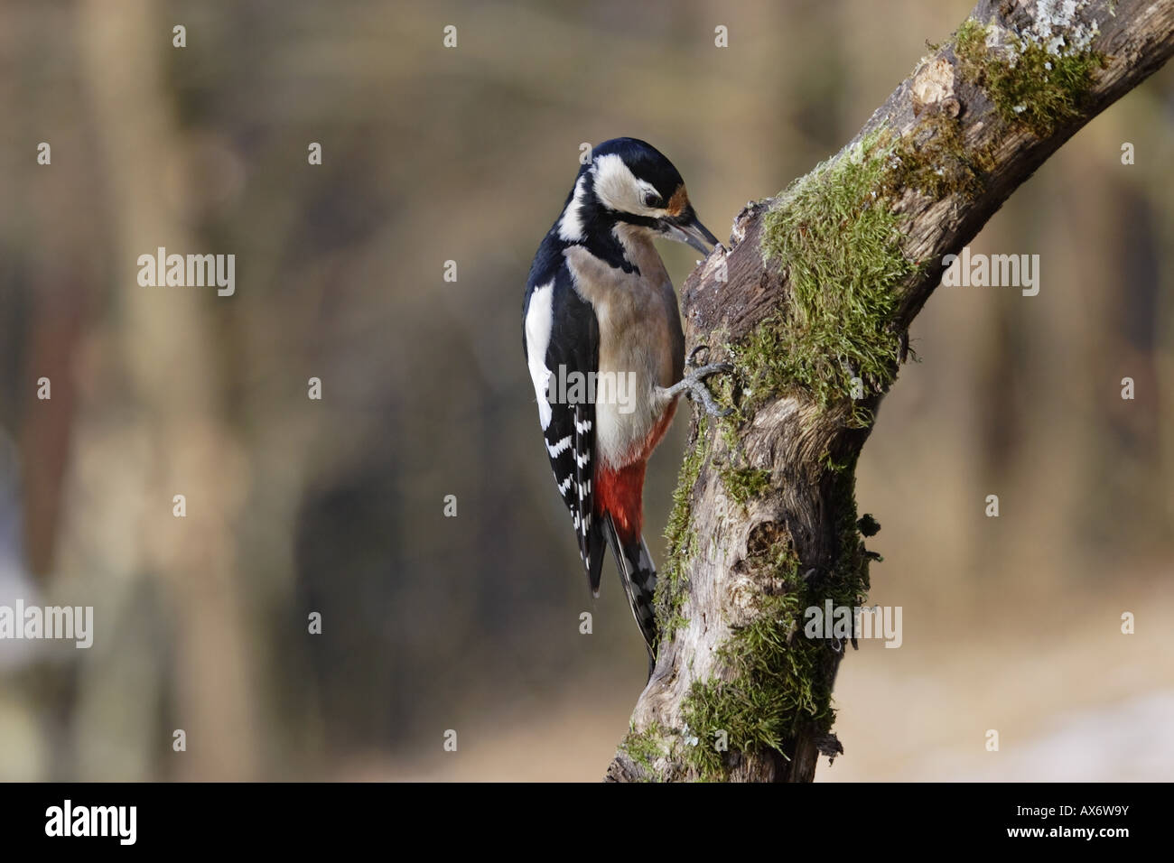 Buntspecht Dendrocopos major weibchen femmina picchio specht macchiato Foto Stock