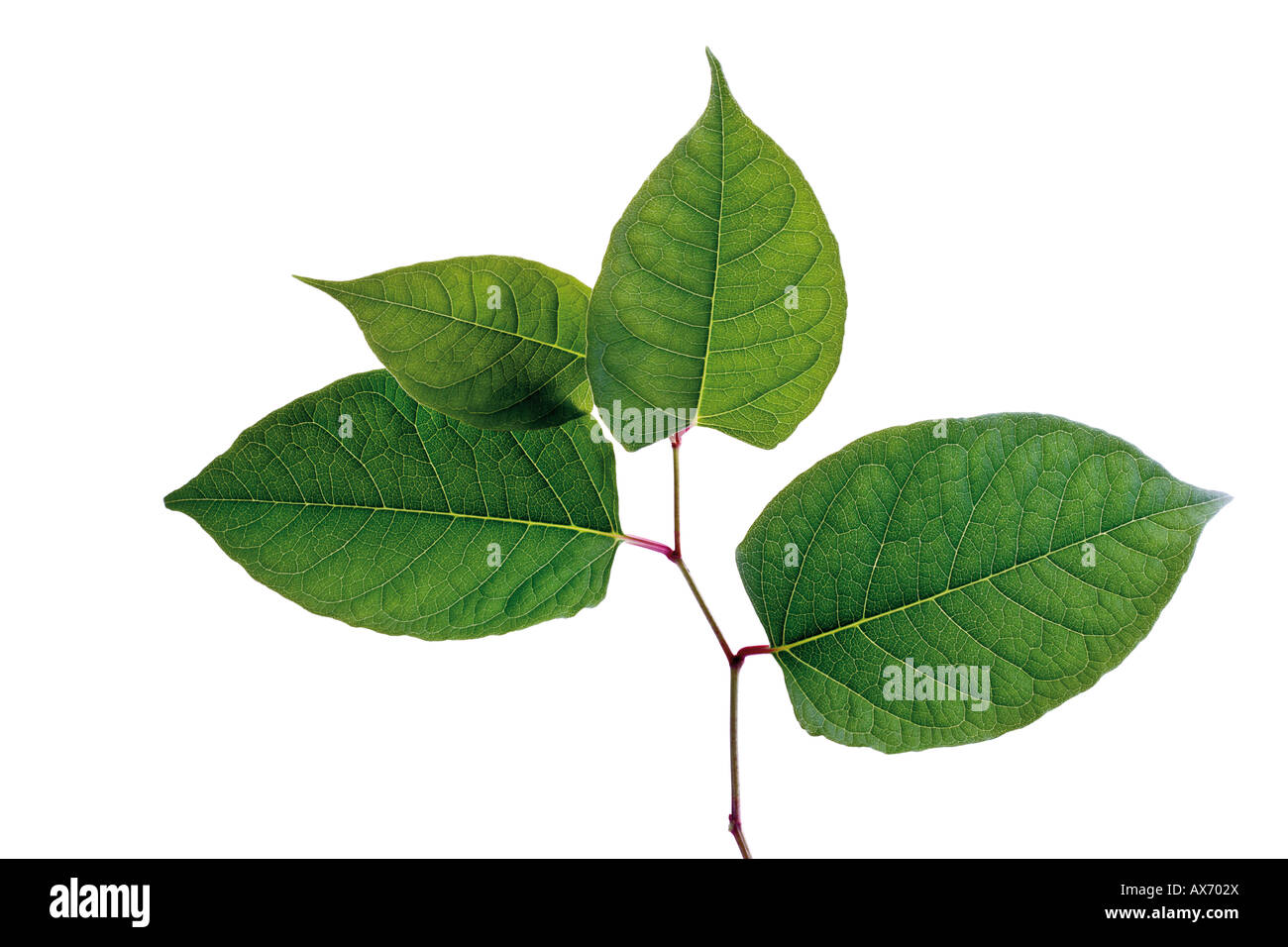 Foglie di knotweed giapponese (Fallopia japanica) Foto Stock