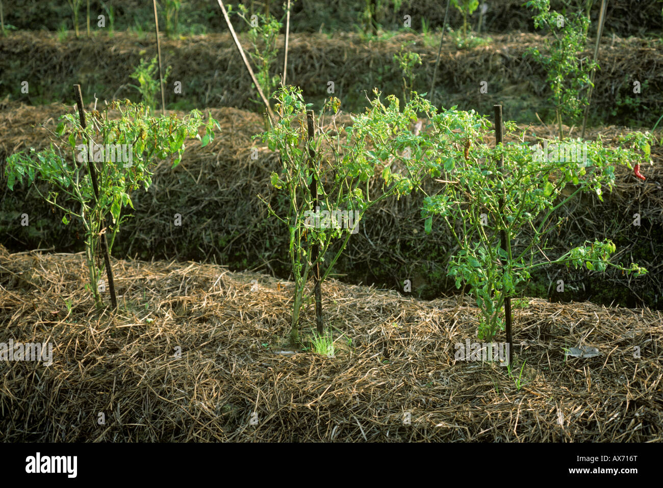 Chili Peppers ucciso dal peperoncino mosaic virus Malaysia Foto Stock