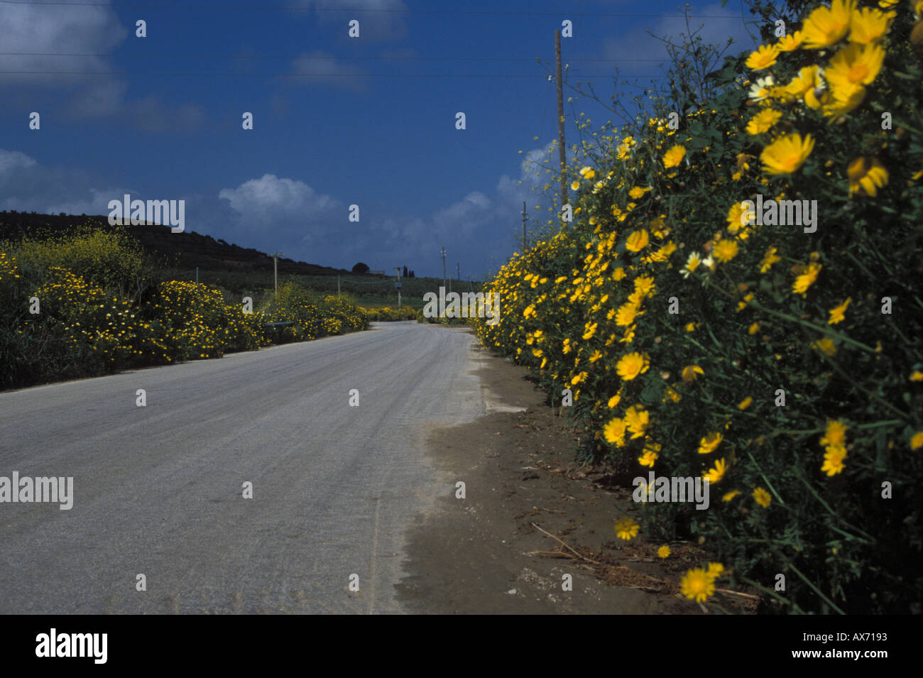 Coutryroad confina con fiori selvaggi margherite inland isola di Sicilia occidentale Italia Foto Stock
