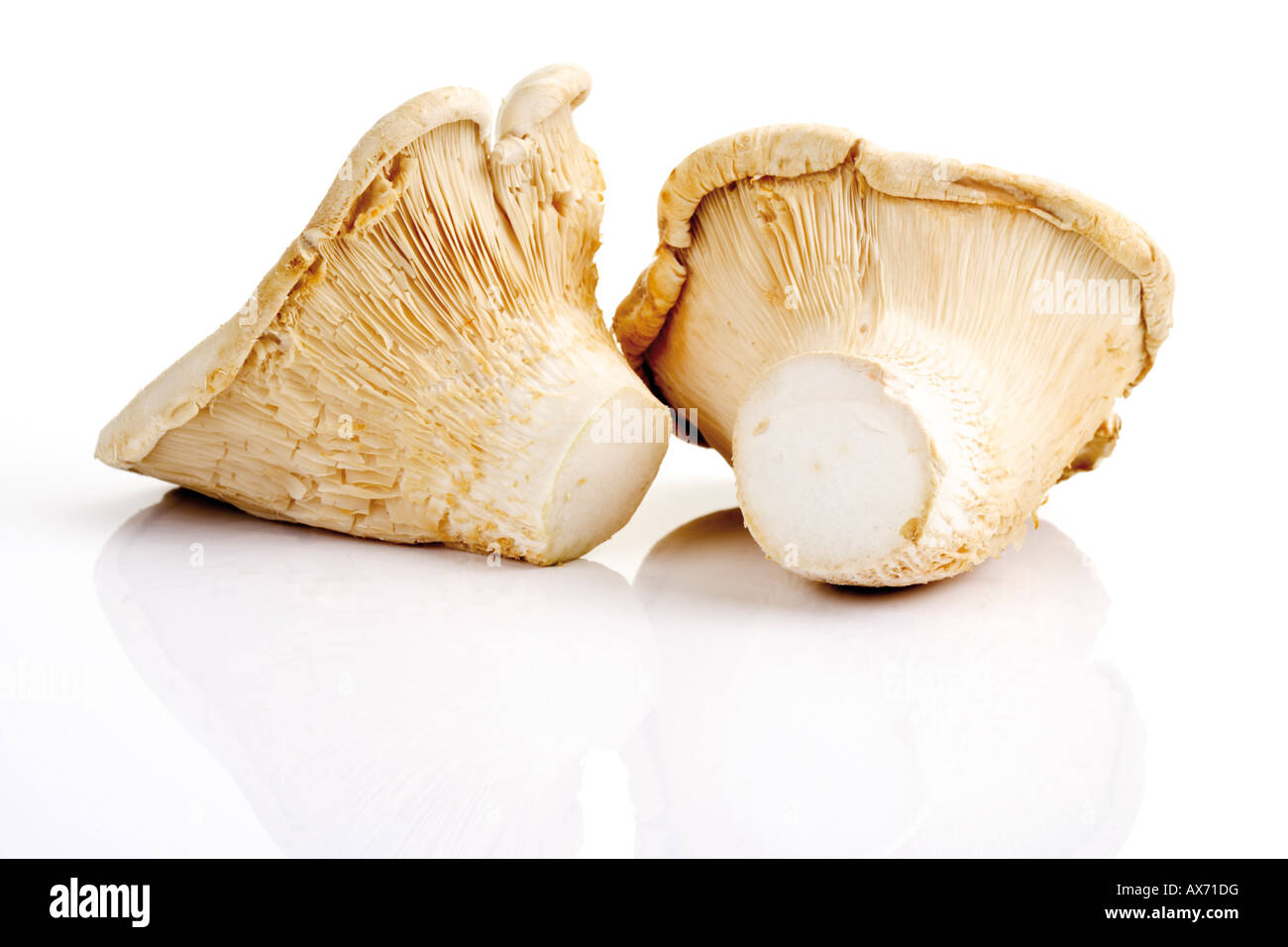 Bianco-elf di funghi, close-up Foto Stock